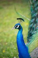 Beautiful peacock portrait with the feathers out photo