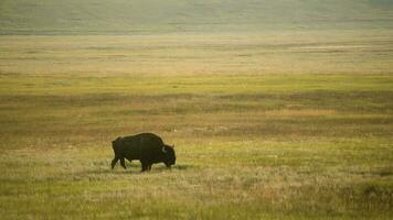 américain bison et le Colorado prairie. uni États de Amérique. américain buffle video