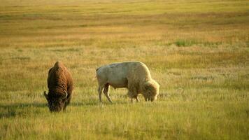 americano bisonte y albino bisonte. americano búfalo y Colorado pradera paisaje video