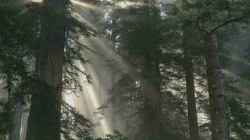 mistig ochtend- in de sequoia Woud toneel- tijdsverloop. halve maan stad, Californië, Verenigde staten van Amerika video