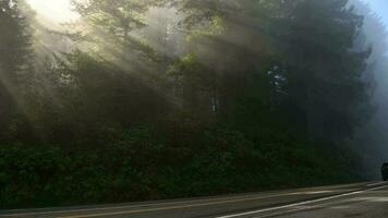 Foggy California Coastal Redwood Forest USA video