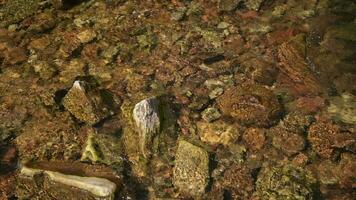 Flowing Crystal Clear Colorado Rocky Mountains River video