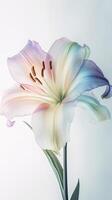 Close Up Image of Blossom Multi Color Lily Flower. . photo