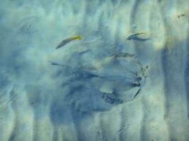 blue spotted stingray digs into the sand at the sandy seabed photo