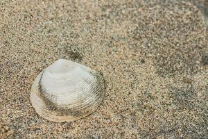 single white shell in the sand from the beach on vacation photo
