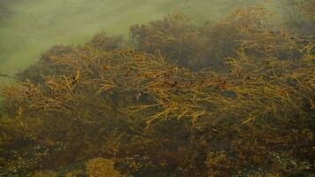 Marine Life. Seaweed and Some Fishes video