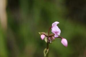 Detail on a pink tropical blooming orchid plant. Orchidaceae in bloom. photo