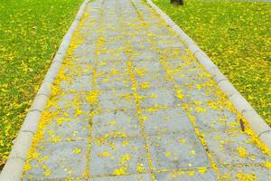 Falling flowers under a beautiful tree in the park, Bangkok, Thailand photo