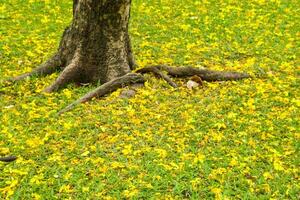 Falling flowers under a beautiful tree in the park, Bangkok, Thailand photo