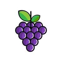 vector illustration of grapes