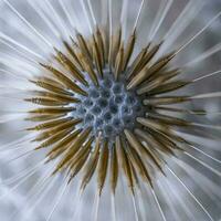 beautiful dandelion flower in springtime, blue and white background photo