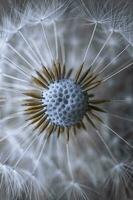 beautiful dandelion flower in springtime, blue and white background photo