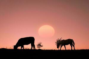 silueta de caballo en el campo y hermoso fondo de puesta de sol foto