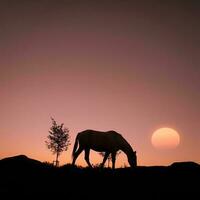 silueta de caballo en el campo y hermoso fondo de puesta de sol foto