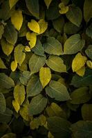 green and yellow japanese knotweed plant leaves in autumn season, yellow background photo