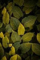 green and yellow japanese knotweed plant leaves in autumn season, yellow background photo