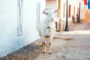 Portrait of a goat with horns on the street in the village. The happy life of goats in the country photo