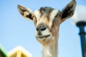 Portrait of a goat with horns on the street in the village. The happy life of goats in the country photo