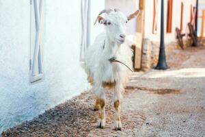 Portrait of a goat with horns on the street in the village. The happy life of goats in the country photo