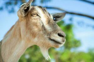 Portrait of a goat with horns on the street in the village. The happy life of goats in the country photo