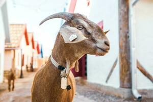 retrato de un cabra con cuernos en el calle en el aldea. el contento vida de cabras en el país foto