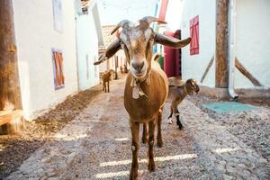 Portrait of a goat with horns on the street in the village. The happy life of goats in the country photo