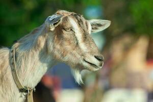 retrato de un cabra con cuernos en el calle en el aldea. el contento vida de cabras en el país foto