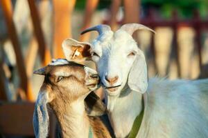 Portrait of a goat with horns on the street in the village. The happy life of goats in the country photo