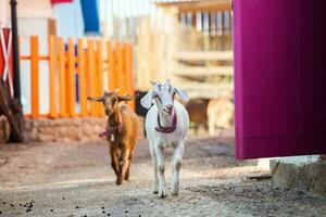 Portrait of a goat with horns on the street in the village. The happy life of goats in the country photo