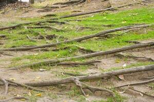 Tree roots in Chatuchak Park, Bangkok, Thailand photo