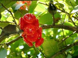 cerca arriba manojo de vibrante rojo Rosa manzana Fruta en árbol, chom pu el plastico en tailandés idioma, raro articulo nativo frutas foto