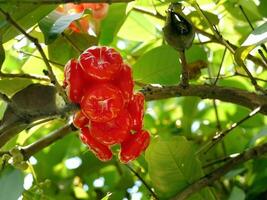 Close up bunch of vibrant Red Rose apple fruit on tree, Chom Pu Plastic in Thai language, rare item native fruits photo