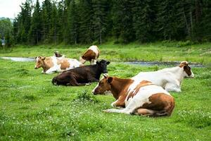 Cows herd grazing in meadow by stream. photo