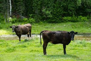 Cows herd grazing in meadow by stream. photo