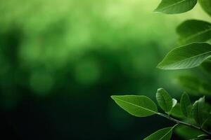 Fresh nature view of green leaf on blurred greenery background in garden with copy space using as a background, natural green plants landscape. AI Generated photo