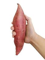 sweet potato in hand isolated on white background photo