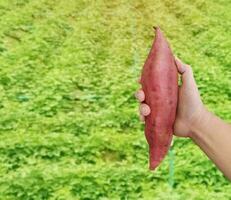 dulce patata en agricultores manos allí es un lustroso jardín antecedentes. foto