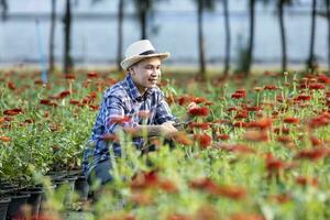 Asian gardener is cutting zinnia flowers using secateurs for cut flower business in his farm for agriculture industry photo