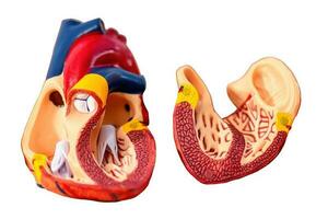 Open model of anatomical human heart showing inside, isolated. photo
