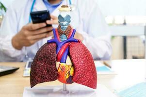 Human respiratory system model is show Lungs and heart. photo