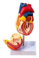 anatómico estructura, fisiología de el corazón, cardiovascular sistema, medicamento, educación, anatomía concepto. foto