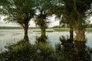 paisaje de un inundado prado con arboles en el primer plano. arboles en el agua siguiendo el inundar como un resultado de global calentamiento foto