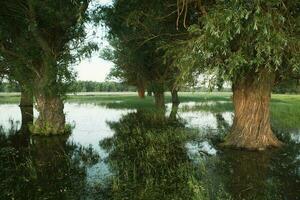 Landscape of a flooded meadow with trees in the foreground. Trees in the water following the flood as a result of global warming. photo