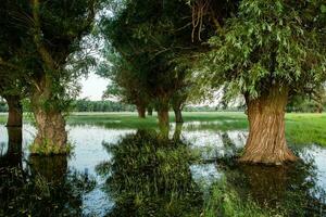 Landscape of a flooded meadow with trees in the foreground. Trees in the water following the flood as a result of global warming. photo