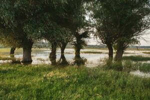 paisaje de un inundado prado con arboles en el primer plano. arboles en el agua siguiendo el inundar como un resultado de global calentamiento foto