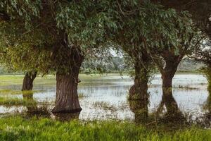 Landscape of a flooded meadow with trees in the foreground. Trees in the water following the flood as a result of global warming. photo