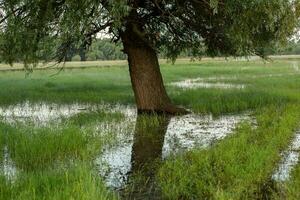 Landscape of a flooded meadow with trees in the foreground. Trees in the water following the flood as a result of global warming. photo