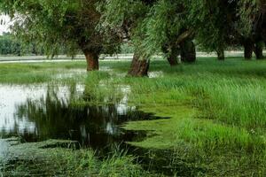 paisaje de un inundado prado con arboles en el primer plano. arboles en el agua siguiendo el inundar como un resultado de global calentamiento foto