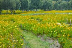 yellow cosmos flower bed in full bloom in the public flower garden in the morning, photo