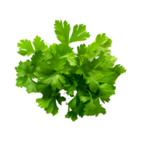 Parsley isolated on alpha layer png